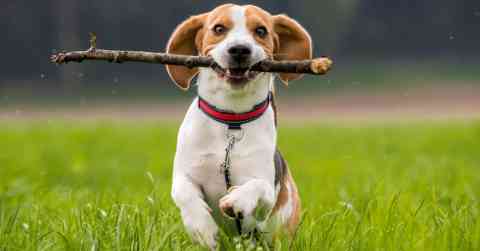 Beagle Challenges