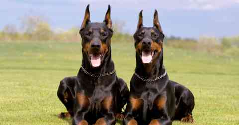 Doberman