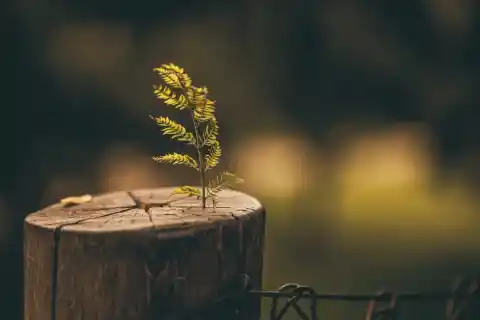 Destroying His Tree