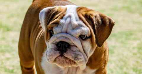 Bulldog Challenges