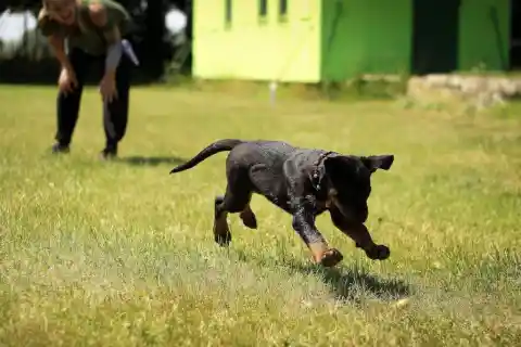 Adorable Pups