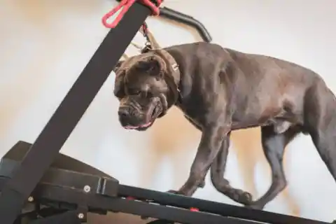 A Military Animal
