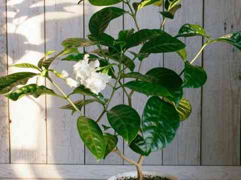 Kumquat Trees (Citrus Japonica)