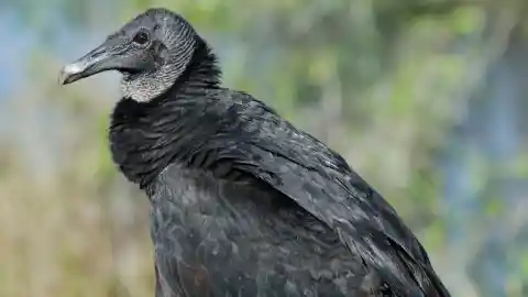 Just A Bird