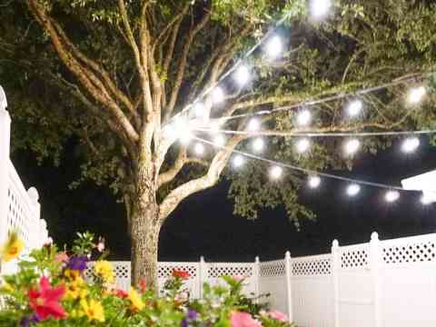 Display Chrysanthemums