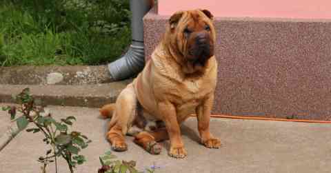 Shar Pei