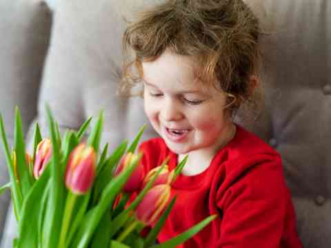 Tulips (Tulipa Spp.)