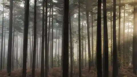 Er Dachte, Er Kenne Die Wälder