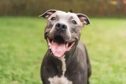 A Raging Dog