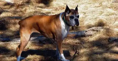Boxer – The Energetic Guardian