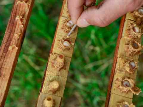 Potential Health Benefits