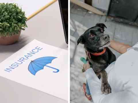 What Does Pet Insurance Cover?