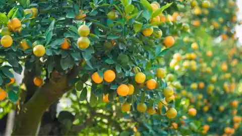 Árboles Frutales