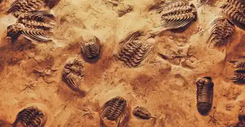 Fossil Treasures Unearthed