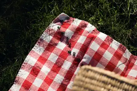 Hormigas En Los Pantalones