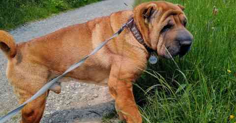 Shar Pei Challenges