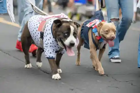 A Good Dog