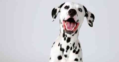 Dalmatian