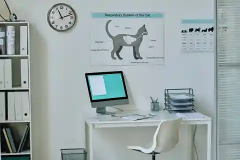 Un gatito feliz