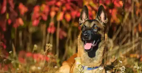 Belgian Malinois – The Agile Protector
