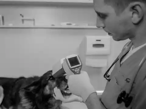 A Opinião Do Veterinário