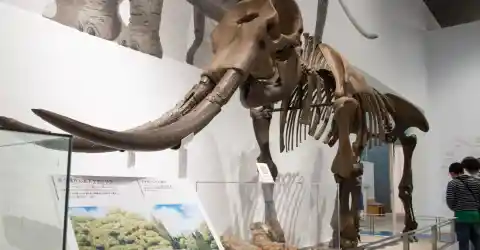 Extinct and Endangered Species
