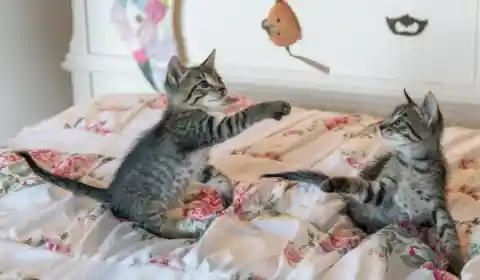 El pequeño Jimmy