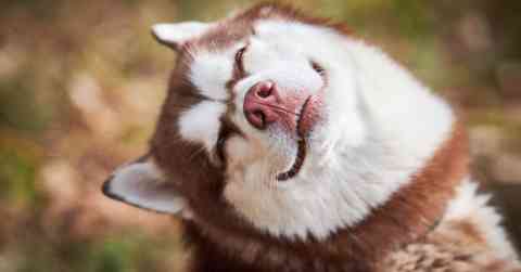 Husky