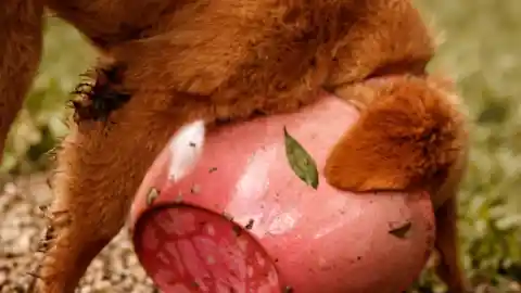 Animal Antics