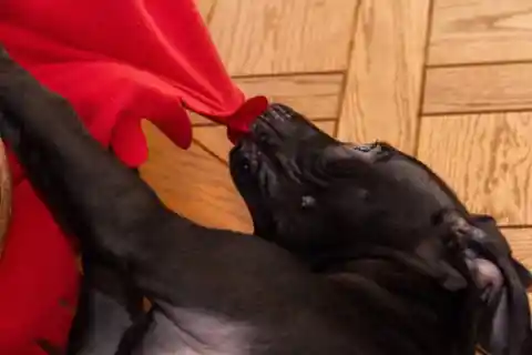 Un Buen Perro