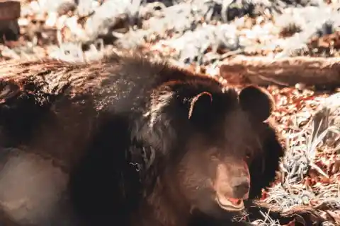A Black Bear!