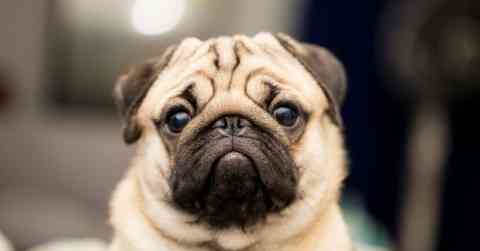 Pug