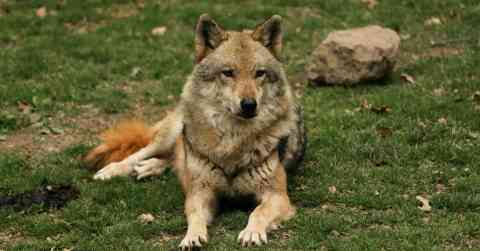 Wolfdog Hybrid Challenges