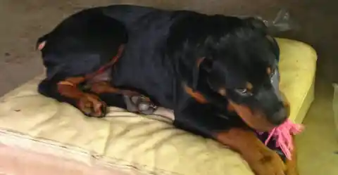 Rottweiler – The Powerful Guardian