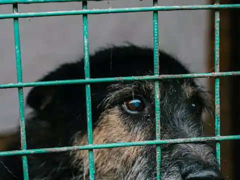 Encontrando O Cão Certo