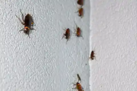 Cockroaches Everywhere