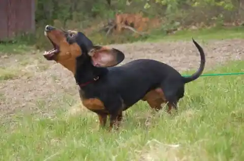 Barking