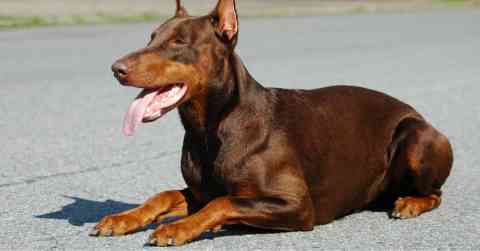 Not Every Dog Belongs