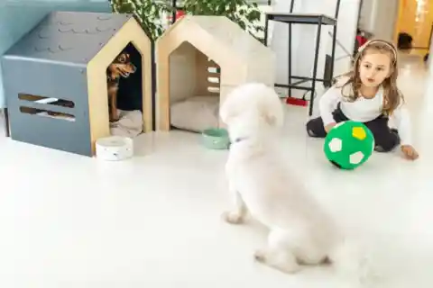 Un Perro Apegado