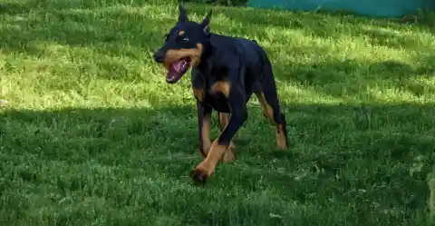 Doberman Pinscher – The Fearless Defender