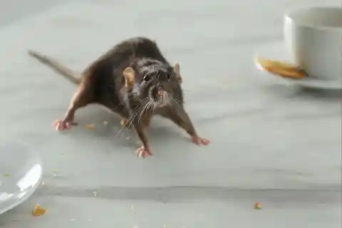 Rats