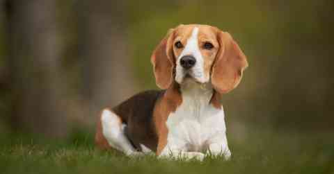 Beagle