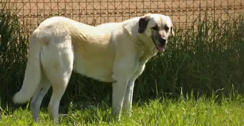 Anatolian Shepherd – The Watchful Protector
