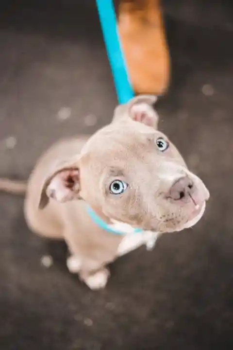 El Mejor Perro