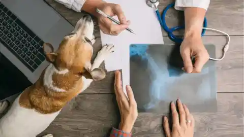 A Veterinarian’s Revelation