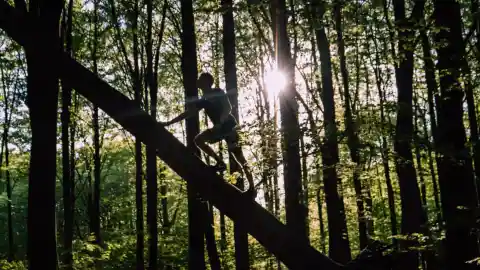 Die Navigation Im Wald
