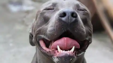 El Lazo De Un Heroico Pitbull