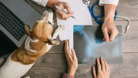 La Revelación De Un Veterinario