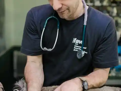 Decidindo Levá-Lo Ao Veterinário