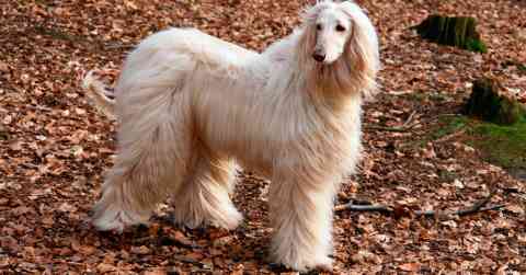 Afghan Hound